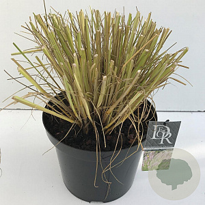 Pennisetum al. 'Redhead' 35-40 cm 10L