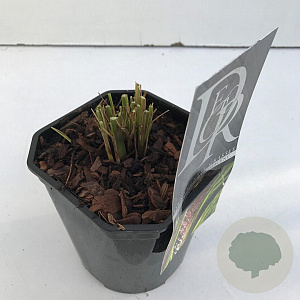 Pennisetum alopecuroides viridesc. 25-30 cm 2,0L vierkant