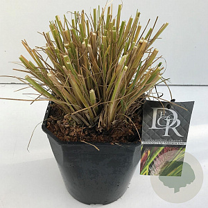 Pennisetum alopecuroides viridesc. 25-30 cm 5,0L vierkant