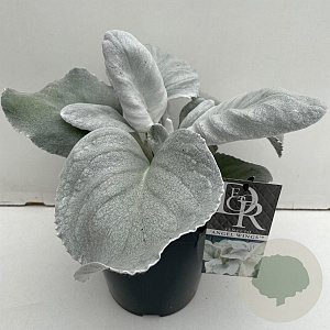 Senecio candicans Angel Wings 45-50 cm 5,0L vierkant
