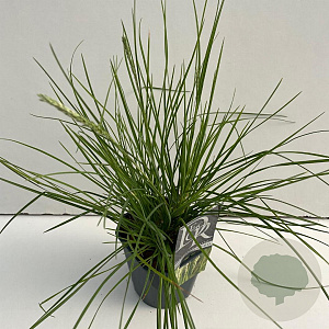 Sesleria autumnalis 45-50 cm 2,0L vierkant