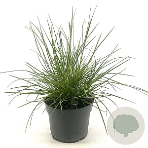 Sesleria autumnalis GM 2,0L