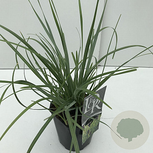 Sesleria heufleriana 35-40 cm 2,0L vierkant