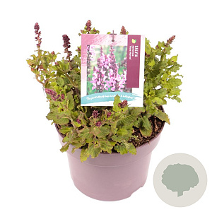 Salvia sylv. 'Rose Marvel' GM C5