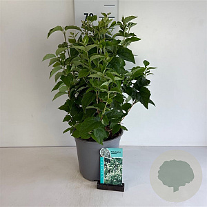 Philadelphus coronarius 60-80 cm 6,5L