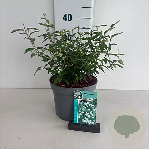 Philadelphus 'Lemoinei' 40-50 cm 35L