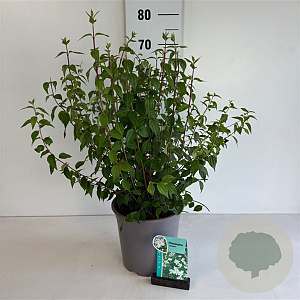 Philadelphus 'Lemoinei' 60-80 cm 6,5L