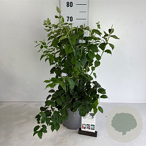 Philadelphus Pearls of Perfume 60-80 cm 6,5L