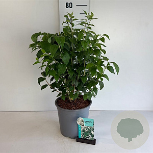 Philadelphus 'Virginal' 60-80 cm 6,5L