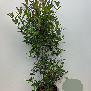 Photinia fraseri 'Red Robin' 175-200 cm 30L