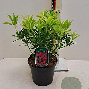 Pieris 'Forest Flame' GM C3