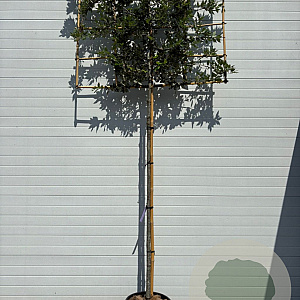 Quercus ilex 10-12 cm 35L leivorm 180 cm stam