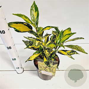 Aucuba jap. 'Picturata' 20-30 cm 2,5L