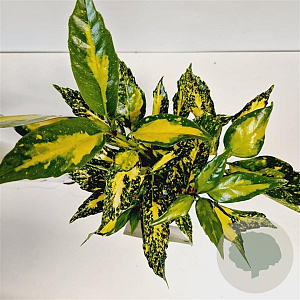 Aucuba jap. 'Picturata' 20-30 cm 2,5L