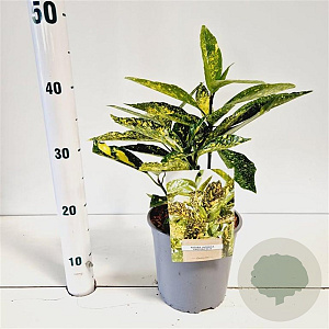 Aucuba jap. 'Picturata' 20-30 cm 2,5L