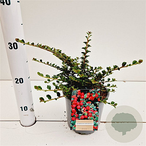 Cotoneaster horizontalis 25-30 cm C1.5