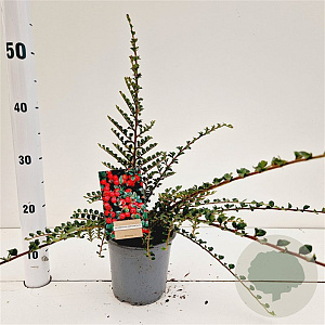 Cotoneaster horizontalis 25-30 cm C1.5