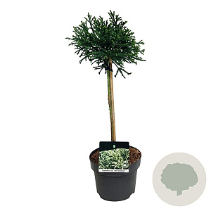 Cryptomeria j. 'Little Champion' 40 cm stam 4,5L