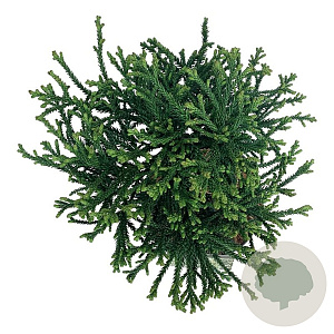 Cryptomeria j. 'Little Champion' 40 cm stam 4,5L
