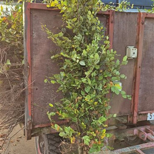 Fagus sylvatica 175-200 cm wortelgoed