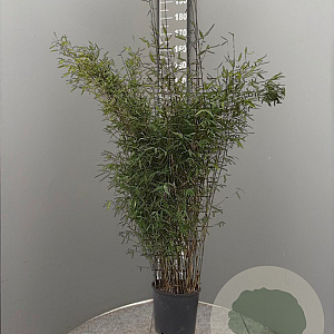 Fargesia 'Winter Joy' 125-150 cm 15L
