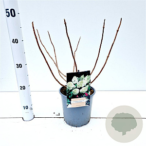 Hydrangea pan. 'Grandiflora' 30-40 cm 2,5L