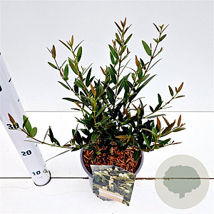 Phillyrea angustifolia 40-50 cm 2,5L