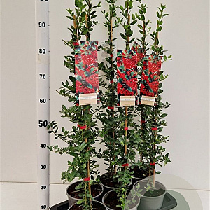 Pyracantha cocc. 'Red Column' 70-80 cm 2,5L