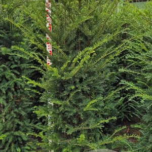 Taxus baccata 160-180 cm met kluit