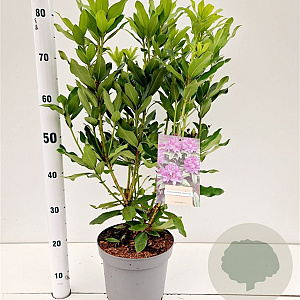 Rhododendron ponticum 40-50 cm 15L