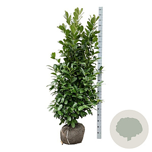 Prunus I. 'Rotundifolia' 150-175 cm met kluit extra