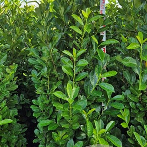 Prunus I. 'Rotundifolia' 150-175 cm met kluit extra