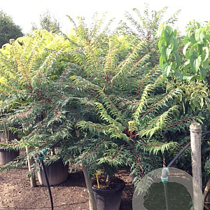 Rhus glabra 'Laciniata' 125-150 cm 35L solitair