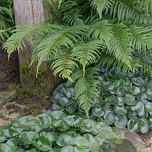 Asarum europaeum GM P9