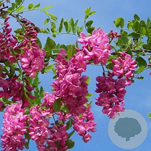 Robinia elliottii 8-10 cm 35L 225 cm stam