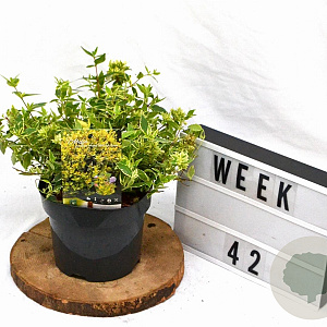 Abelia grandifl. Jelly Beans 25-30 cm 3,0L