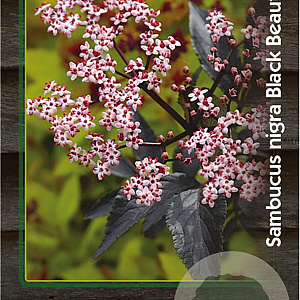 Sambucus nigra Black Beauty 30-40 cm 3,0L