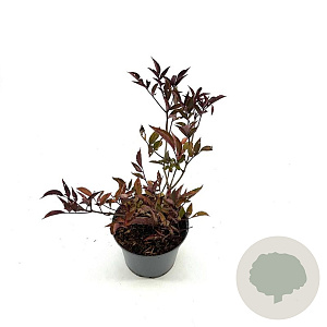 Sambucus nigra Black Beauty 30-40 cm 3,0L
