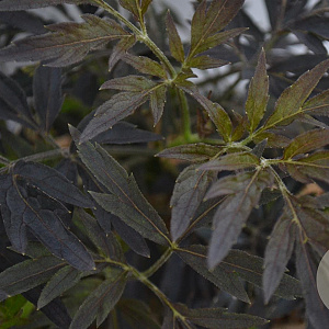 Sambucus nigra Black Lace 30-40 cm 3,0L