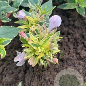 Abelia grandifl. Jelly Beans 25-30 cm 3,0L