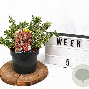 Abelia grandifl. Magic Daydream 25-30 cm 3,0L