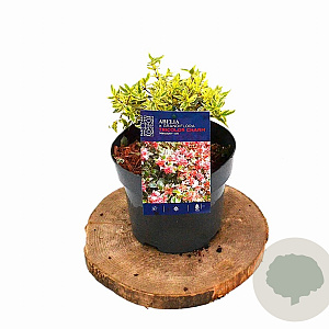 Abelia grandifl. Tricolor Charm 25-30 cm 3,0L