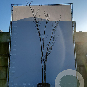 Albizia julibrissin 300-350 cm draadkluit meerstammig