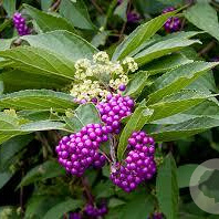 Callicarpa dich. 'Issai' 40-50 cm 3,0L