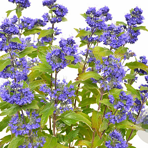 Caryopteris cland. Grand Bleu 20-40 cm 3,0L