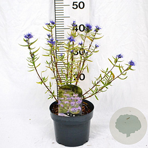 Caryopteris cland. 'Kew Blue' 30-40 cm 3,0L