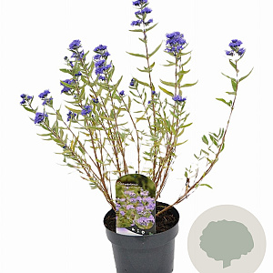 Caryopteris cland. 'Kew Blue' 30-40 cm 3,0L