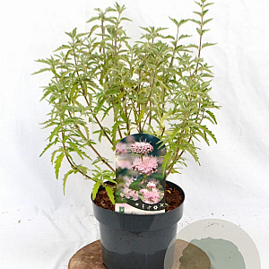 Caryopteris cland. Stephi 30-40 cm 3,0L