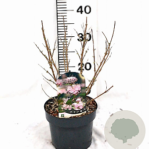 Caryopteris cland. Stephi 30-40 cm 3,0L