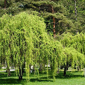 Salix babylonica 'Tortuosa' 60-100 cm 2,0L